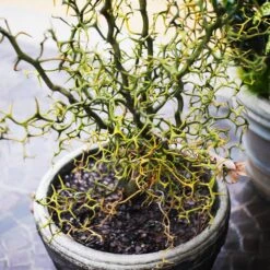 Hardy Orange Tree 'Flying Dragon' -Fruit Tree Shop Flying Dragon Trifoliate orange 7