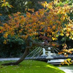 Forest Pansy Redbud -Fruit Tree Shop Forest Pansy Redbud 2