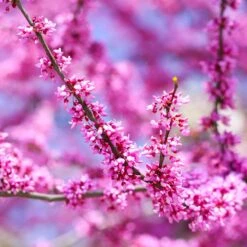 Forest Pansy Redbud -Fruit Tree Shop Forest Pansy Redbud 3