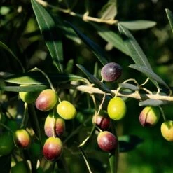 Frantoio Olive Tree 7 Frantoio Olive Tree -Fruit Tree Shop Frantoio Olive 2 BB