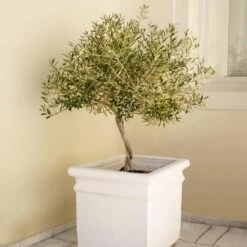 Frantoio Olive Tree 6 Frantoio Olive Tree -Fruit Tree Shop Frantoio Olive FGT