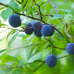 French Prune Tree -Fruit Tree Shop French Prune Plum 2