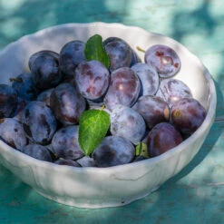 French Prune Tree -Fruit Tree Shop French Prune Plum 3