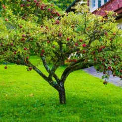 Fuji Apple Tree - USDA Organic -Fruit Tree Shop Fuji Apple 6