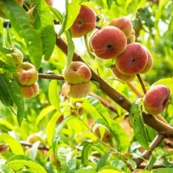 Galaxy Peach Tree -Fruit Tree Shop Galaxy Peach Tree 3
