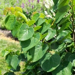 Garden Gems® Emerald Redbud Tree -Fruit Tree Shop Garden Gems Emerald 1