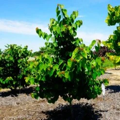 Garden Gems® Emerald Redbud Tree -Fruit Tree Shop Garden Gems Emerald 3