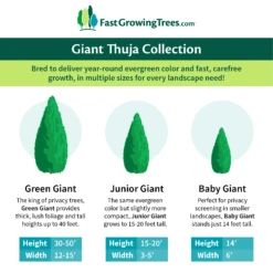Junior Giant Thuja Tree -Fruit Tree Shop GiantThujaCollectionGraphic 46da212d 75c4 4b15 9d43 0f7dc11664cd