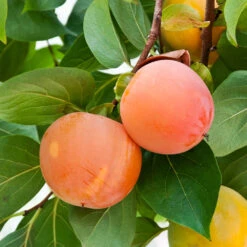 Giant Fuyu Persimmon Tree -Fruit Tree Shop Giant Persimmon 1