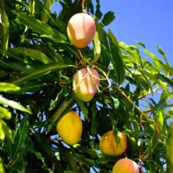 Salsa Kit -Fruit Tree Shop Glenn Mango 6