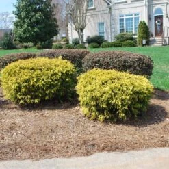 Gold Mop Cypress -Fruit Tree Shop Gold Mop Cypress 1 FGT