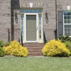 Gold Mop Cypress -Fruit Tree Shop Gold Mop Cypress 2 FGT