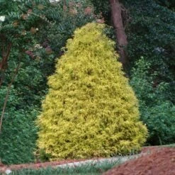 Fruit Tree Shop 3 Gold Mop Cypress
