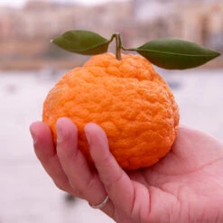 Gold Nugget Mandarin Tree -Fruit Tree Shop Gold Nugget Manderine Tree 7