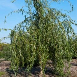 Golden Curls' Corkscrew Willow -Fruit Tree Shop Golden Curls Willow 1