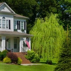 Golden Curls' Corkscrew Willow -Fruit Tree Shop Golden Curls Willow 4