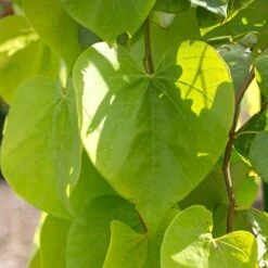 Golden Falls® Redbud Tree 7 Golden Falls® Redbud Tree -Fruit Tree Shop Golden Falls Redbud 2