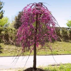 Golden Falls® Redbud Tree 9 Golden Falls® Redbud Tree -Fruit Tree Shop Golden Falls Redbud 4