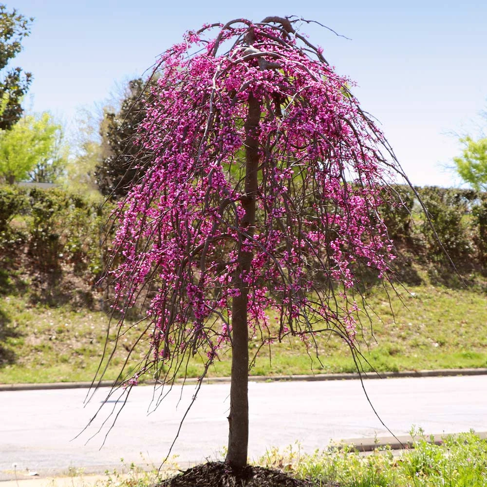 Golden Falls® Redbud Tree 5 Golden Falls® Redbud Tree - Image 5