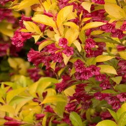 Golden Jackpot® Weigela Shrub -Fruit Tree Shop Golden jackpot Weigela 2