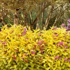 Golden Jackpot® Weigela Shrub -Fruit Tree Shop Golden jackpot Weigela 3