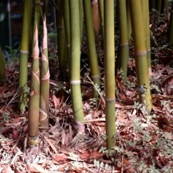 Graceful Bamboo -Fruit Tree Shop Graceful Bamboo 3 FGT