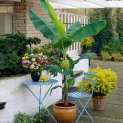 New Arrival -Fruit Tree Shop Grand Naine Nain Banana 4