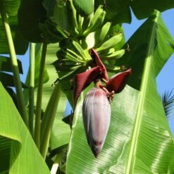 Grand Nain 'Naine' Banana Tree -Fruit Tree Shop Grand Naine Nain Banana 6