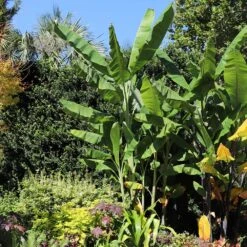 Grand Nain 'Naine' Banana Tree -Fruit Tree Shop Grand Naine Nain Banana 7 FGT