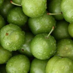 Green Gage Plum -Fruit Tree Shop Green Gage Plum 4
