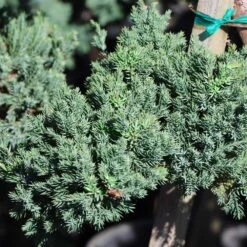 Green Mound Juniper Topiary -Fruit Tree Shop Green Mound JUniper 3 FGT 95b457e9 9712 4329 b324 05ec99fb2809