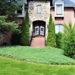 Green Mound Juniper 7 Green Mound Juniper -Fruit Tree Shop Green Mound Juniper 4