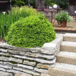 Green Velvet Boxwood Shrub -Fruit Tree Shop Green Velvet Boxwood 4 FGT
