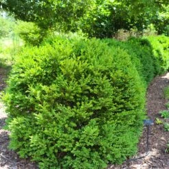 Green Velvet Boxwood Shrub -Fruit Tree Shop Green Velvet Boxwood 7