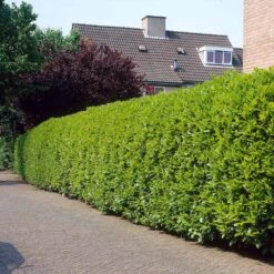 Greenfinity Cherry Laurel -Fruit Tree Shop Greenfinity Laurel 3 FGT