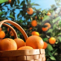 Hamlin Sweet Orange Tree 6 Hamlin Sweet Orange Tree -Fruit Tree Shop Hamlin Orange 1