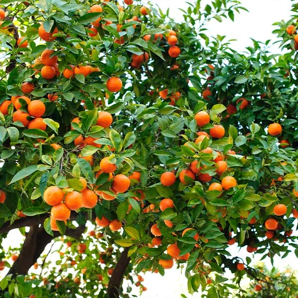 Hamlin Sweet Orange Tree 1 Hamlin Sweet Orange Tree
