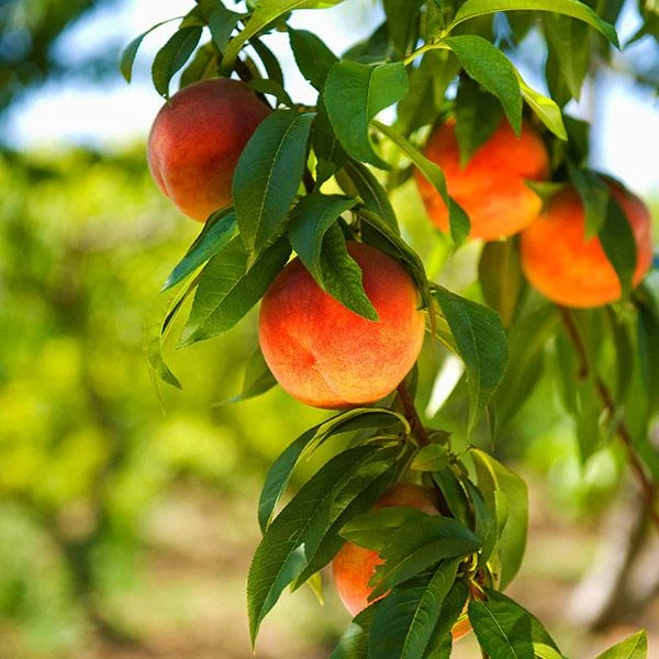 Harvester Peach Tree - USDA Organic 1 Harvester Peach Tree - USDA Organic