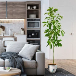 Smoothie Kit -Fruit Tree Shop Hass Avocado 1 FGT