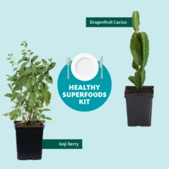 Goji Berry -Fruit Tree Shop Healthy Superfoods Kit Graphic ceafb56f 8262 49e7 9792 ea28ea2e548e