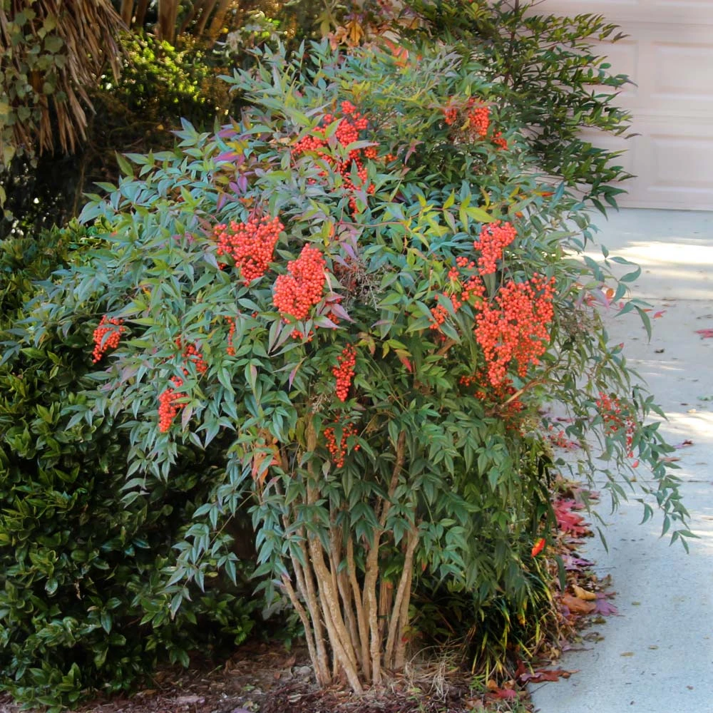 Heavenly Bamboo Nandina Shrub 2 Heavenly Bamboo Nandina Shrub - Image 2