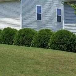 Hetz Midget Thuja Shrub -Fruit Tree Shop Hetz Midget Thuja 6