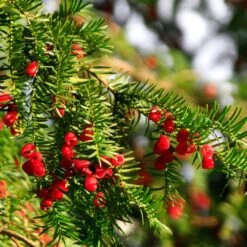 Hicks Yew Tree -Fruit Tree Shop Hicks Yew7 FGT