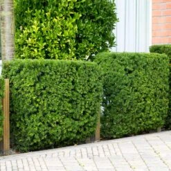 Hicks Yew Tree -Fruit Tree Shop Hicks Yew 4 FGT