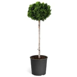 Dwarf Hinoki Cypress Tree -Fruit Tree Shop Hinoki Cypress Standard 1