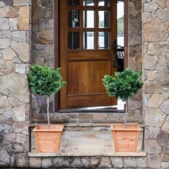 Dwarf Hinoki Cypress Tree -Fruit Tree Shop Hinoki Cypress Standard 2 6bc85b90 3eec 439f 92d1 ae3e8dfe164a