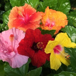 Bloom Bash® Hollywood® Hibiscus -Fruit Tree Shop Hollywood Hibiscu BLoom Bash 2