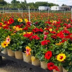 Bloom Bash® Hollywood® Hibiscus -Fruit Tree Shop Hollywood Hibiscu BLoom Bash 4