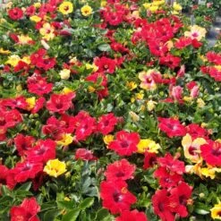 Bloom Bash® Hollywood® Hibiscus -Fruit Tree Shop Hollywood Hibiscu BLoom Bash 5