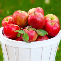 Apple Pollinator Pack -Fruit Tree Shop Honeycrisp Apple 1 BB